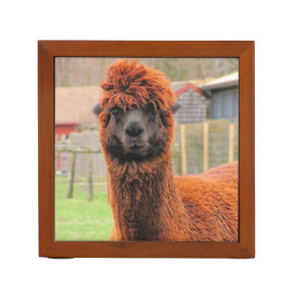 Curious Alpaca ~ Desk Organizer