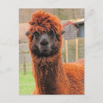 Curious Alpaca ~ Postcard by Andy2302 at Zazzle