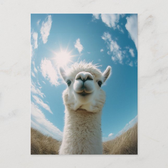 Curious Alpaca Under the Sun Postcard (Front)
