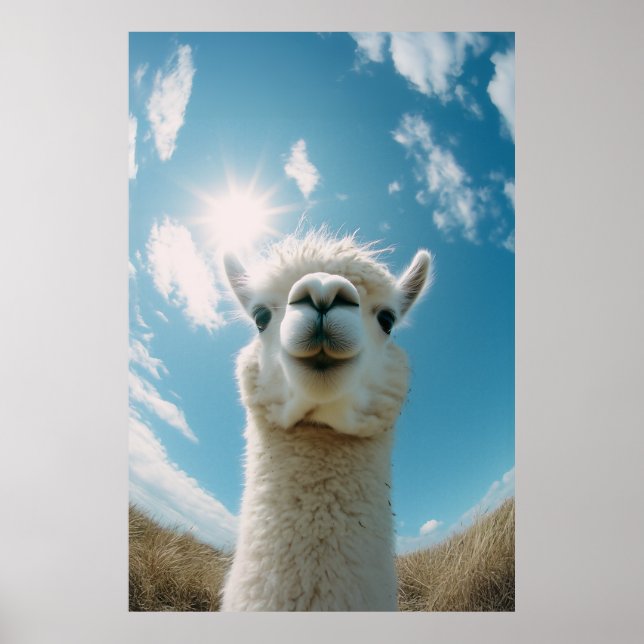 Curious Alpaca Under the Sun Poster (Front)