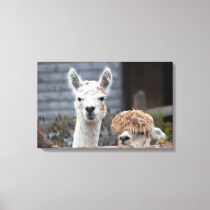 Curious Alpacas Cute Animals Canvas Print