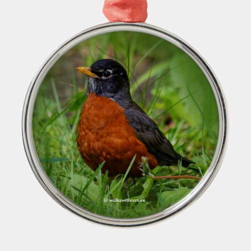 Curious American Robin in the Grass Metal Ornament