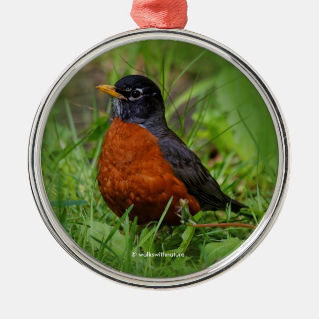 Curious American Robin in the Grass Metal Ornament (Front)