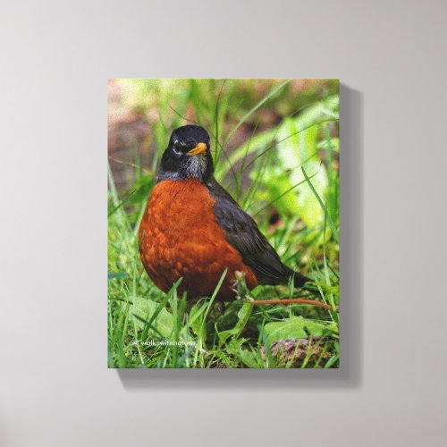 Curious American Robin Songbird in the Grass Canvas Print