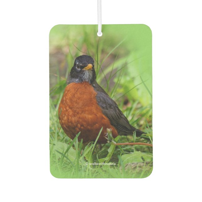 Curious American Robin Songbird in the Grass Car Air Freshener (Front)