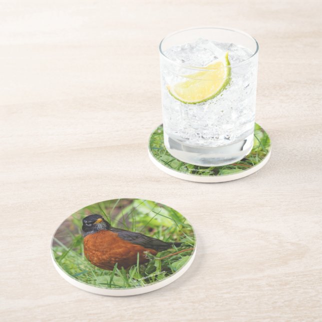 Curious American Robin Songbird in the Grass Coaster (Side)