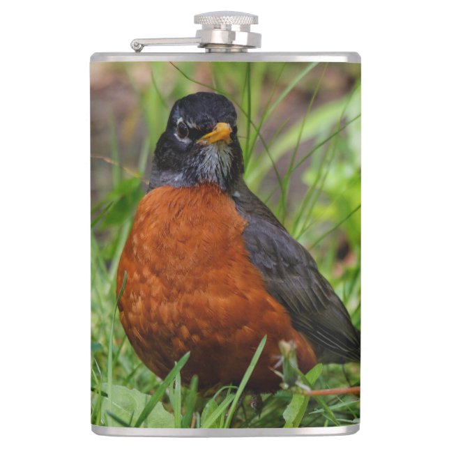 Curious American Robin Songbird in the Grass Flask (Front)
