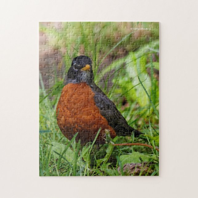 Curious American Robin Songbird in the Grass Jigsaw Puzzle (Vertical)