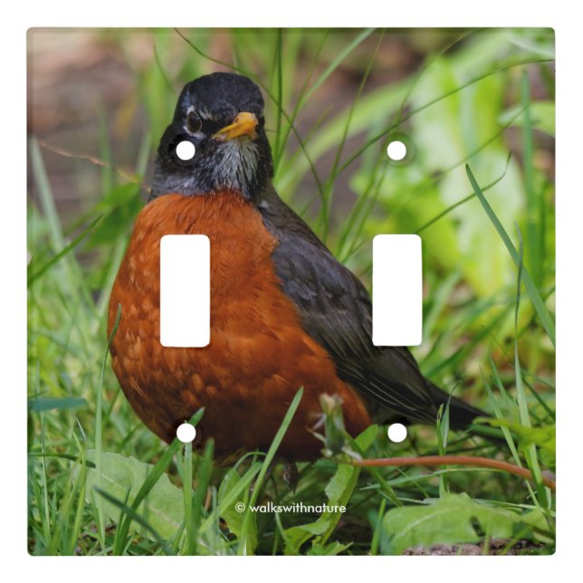 Curious American Robin Songbird in the Grass Light Switch Cover (Front)