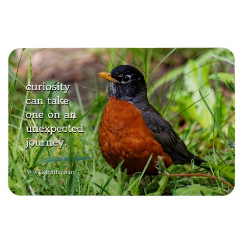 Curious American Robin Songbird in the Grass Magnet