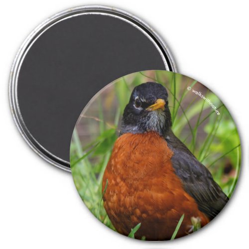 Curious American Robin Songbird in the Grass Magnet