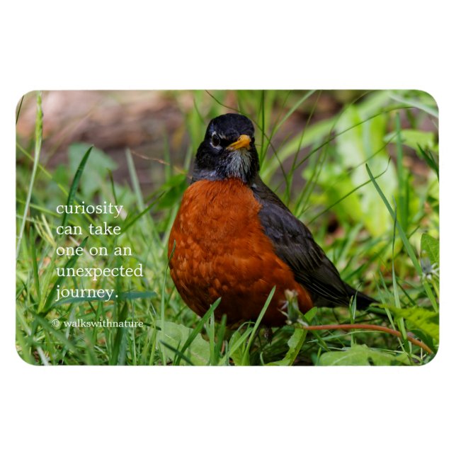 Curious American Robin Songbird in the Grass Magnet (Horizontal)