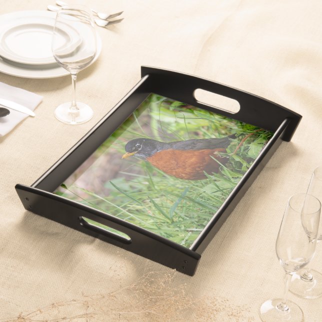 Curious American Robin Songbird in the Grass Serving Tray (Front)