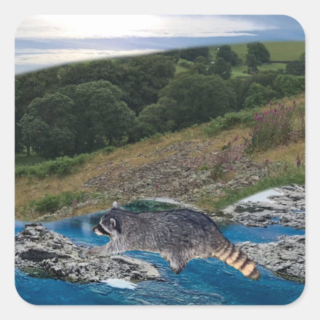 Curious  and Clever Raccoon Square Sticker (Front)