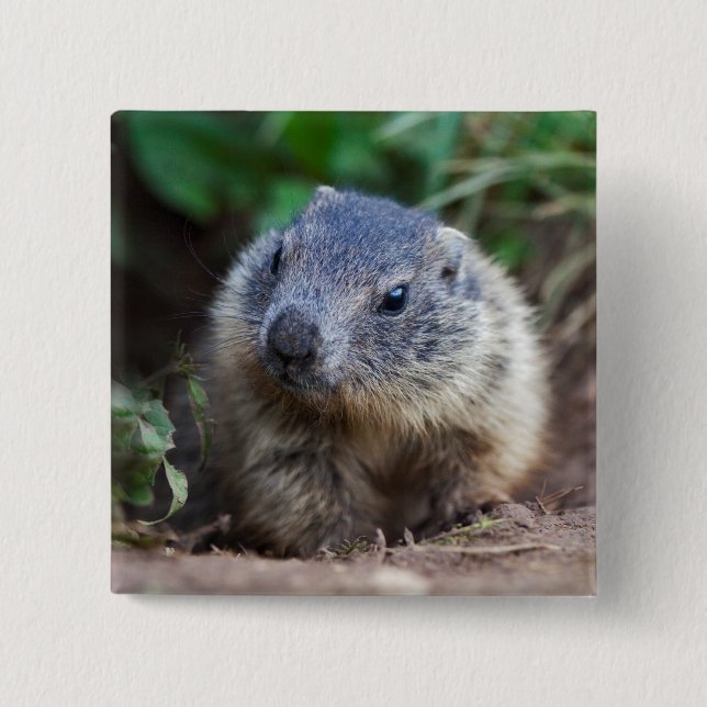 Curious Baby Marmot Badge Pinback Button (Front)
