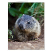 Curious Baby Marmot Card (Front)