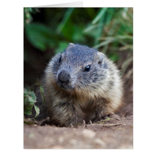 Curious Baby Marmot Card (Front)