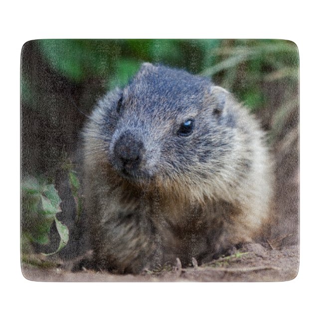 Curious Baby Marmot Cutting Board (Front)