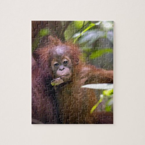 Curious baby orangutan in mothers arms jigsaw puzzle