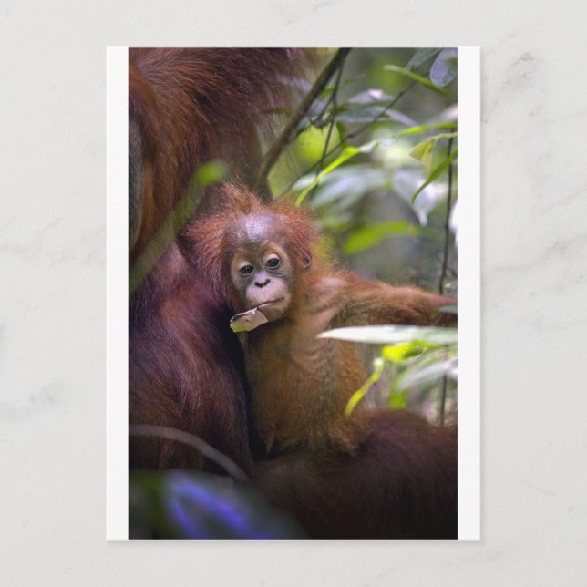 Curious baby orangutan in mothers arms postcard (Front)