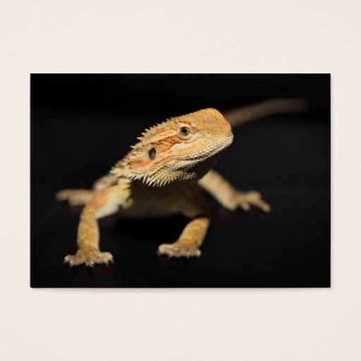 Customizable Curious Bearded Dragon Business Card