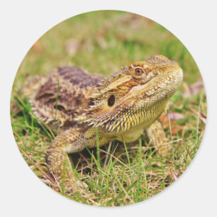 Curious Bearded Dragon 2 Classic Round Sticker