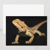 Curious Bearded Dragon 3 (Front/Back)