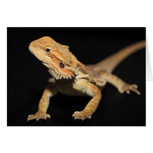 Curious Bearded Dragon 3 Cards (Front Horizontal)