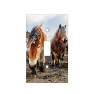 Curious Belgian Draft Horses From Below Light Switch Cover
