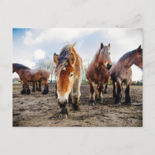 Curious Belgian Draft Horses From Below Postcard