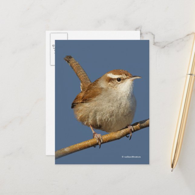 Curious Bewick's Wren Songbird on Branch Postcard (Front/Back In Situ)