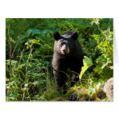 Curious Black Bear (Front Horizontal)