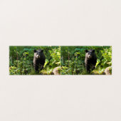 Curious Black Bear (Outside Unfolded)