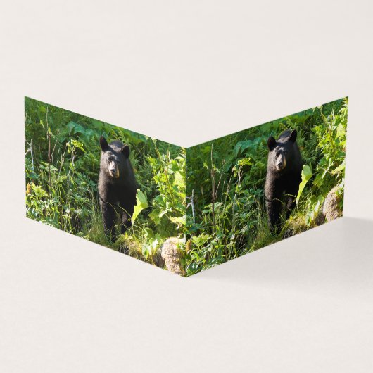 Curious Black Bear (Outside)