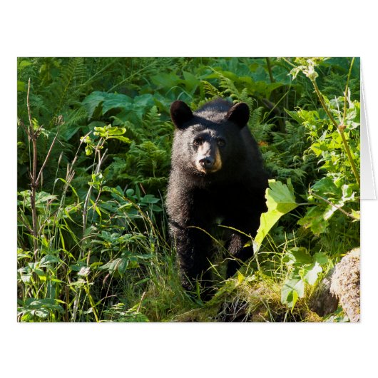 Curious Black Bear Cards (Front Horizontal)