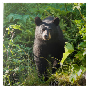 Curious Black Bear Ceramic Tile