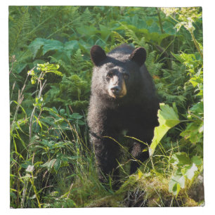Curious Black Bear Cloth Napkin