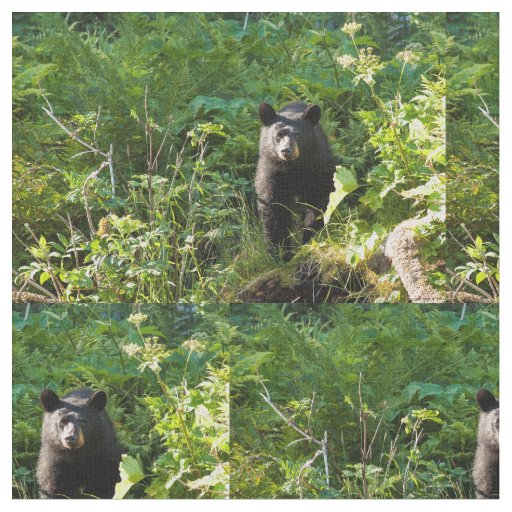 Curious Black Bear Fabric