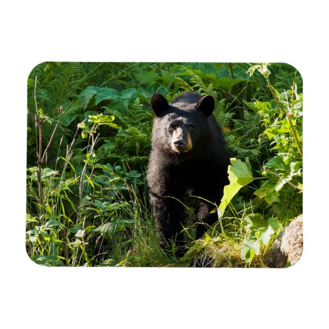 Curious Black Bear Magnet (Horizontal)