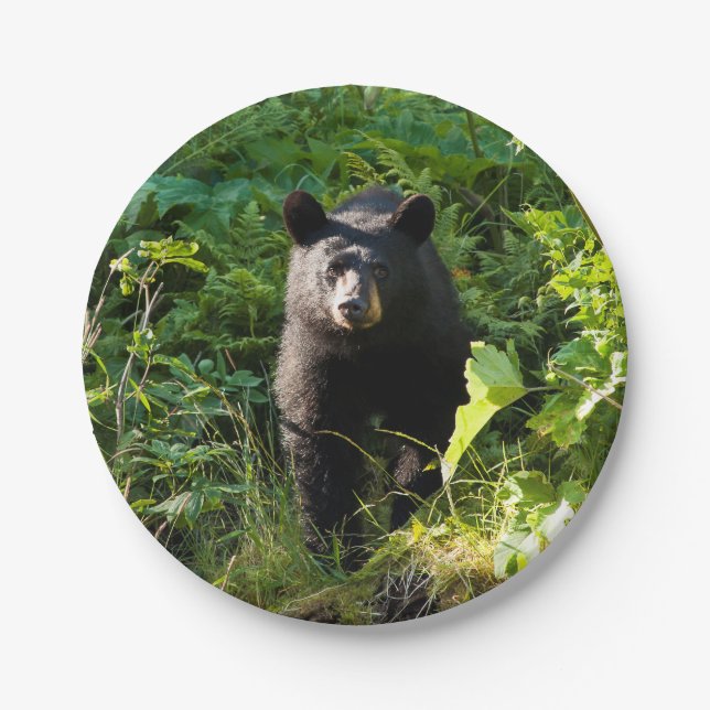 Curious Black Bear Paper Plates (Front)