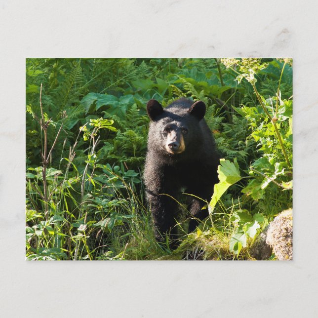 Curious Black Bear Postcard (Front)