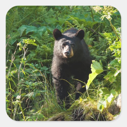 Curious Black Bear Square Sticker