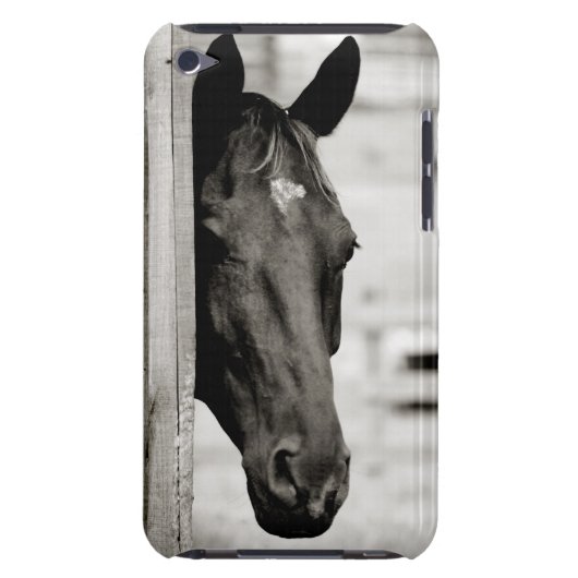 Curious Black Horse iPod Case-Mate Case (Back)