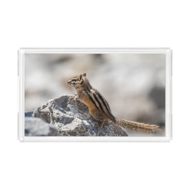 Curious Brown Chipmunk in Alberta Acrylic Tray (Front)