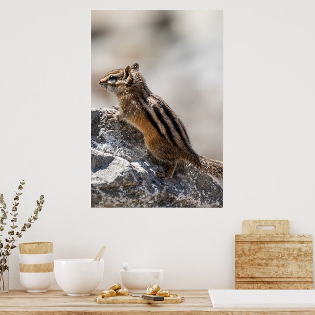 Curious Brown Chipmunk in Alberta Poster (Kitchen)