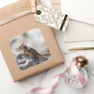 Curious Brown Chipmunk on Rock Square Sticker