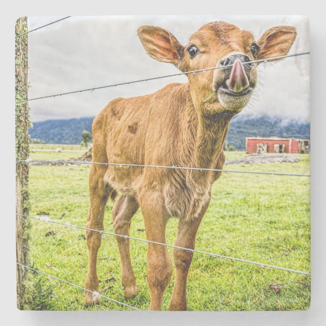 Curious Calf Stone Coasters (Front)