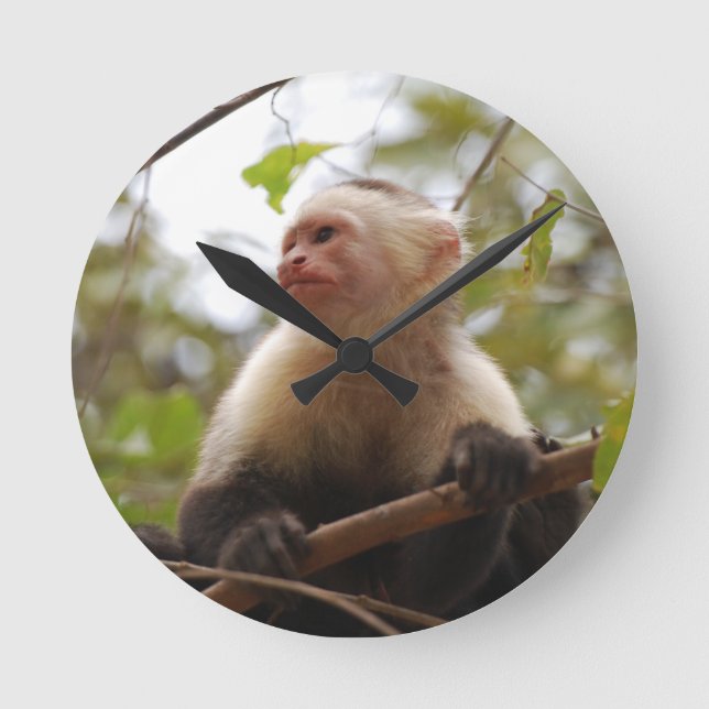 Curious Capuchin, Costa Rican Monkey Round Clock (Front)