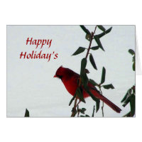 Curious Cardinal Bird Holiday Card