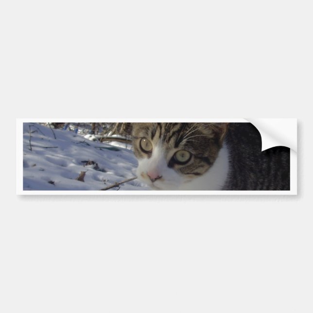 Curious Cat Bumper Sticker (Front)